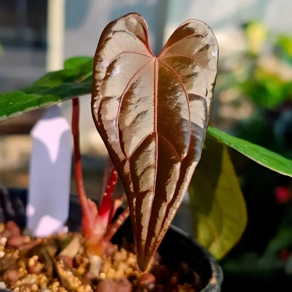 Anthurium Darkest Panama ×Sp Gunayala
