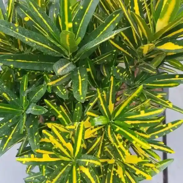 Codiaeum variegatum 'Yellow Banana'
