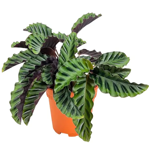 calathea gandersii