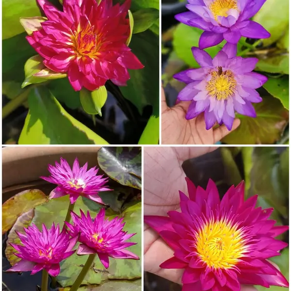 4 Beautiful Waterlilys Red Dali