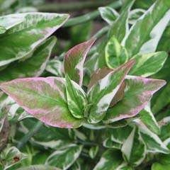 Euphorbia Tithymaloides, Pedilanthus (Variegated)