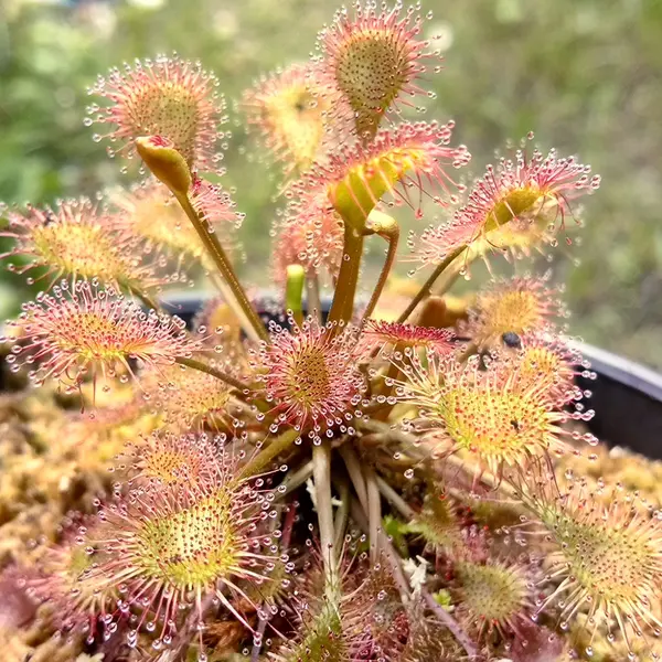 Drosera Beleziana