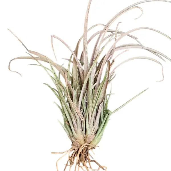 Tillandsia timm outburst