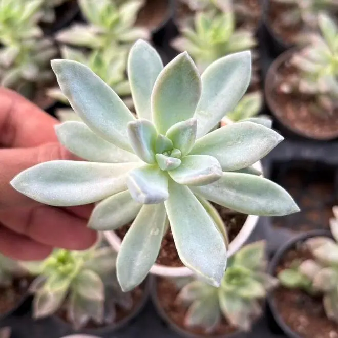 Sedeveria Starburst