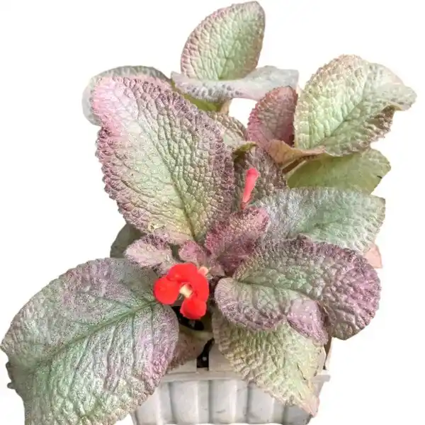 Episcia Pink Pearl - Red Flower