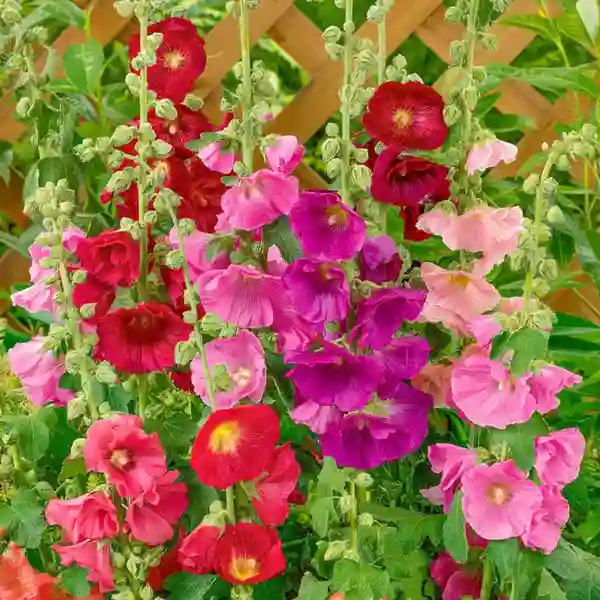 Hollyhock – Seeds