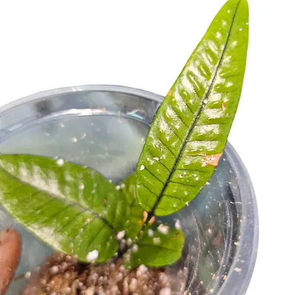 Phyrrosia sp Vietnam