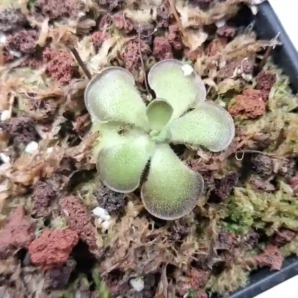 Hemiepiphytica x Cyclosecta