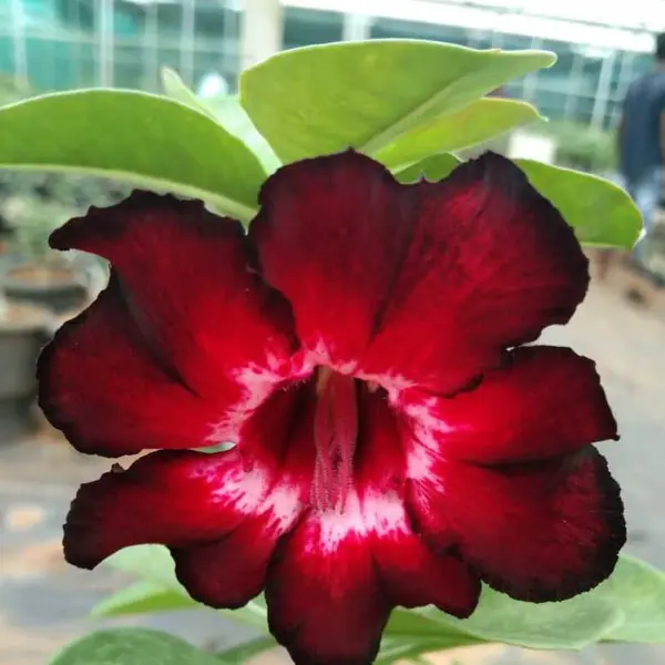 Adenium Plant - 96
