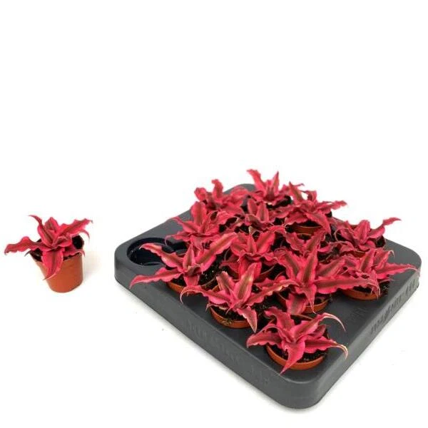 Cryptanthus Bivittatus Red Star