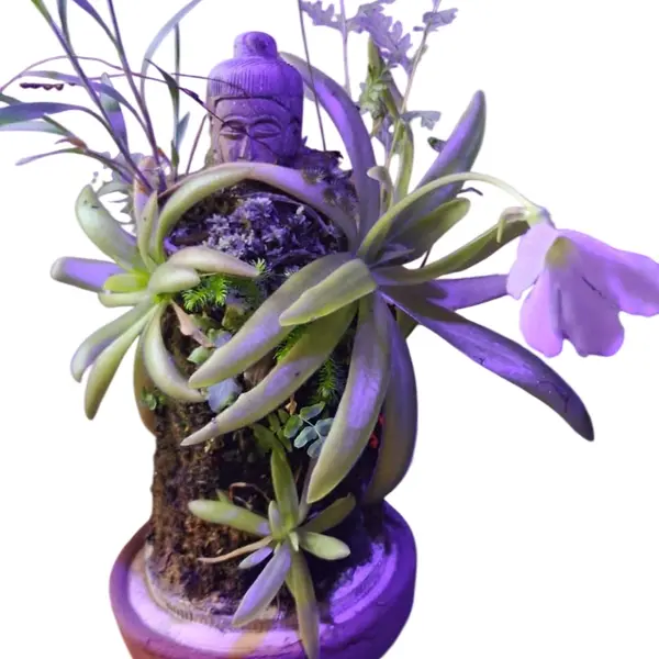 Aphrodite x Gigantea