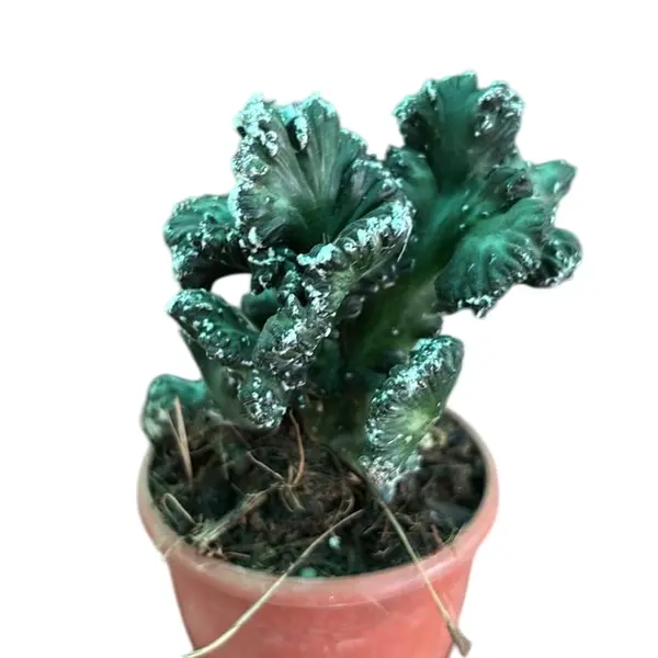 Monvillea speguzzinii cristata