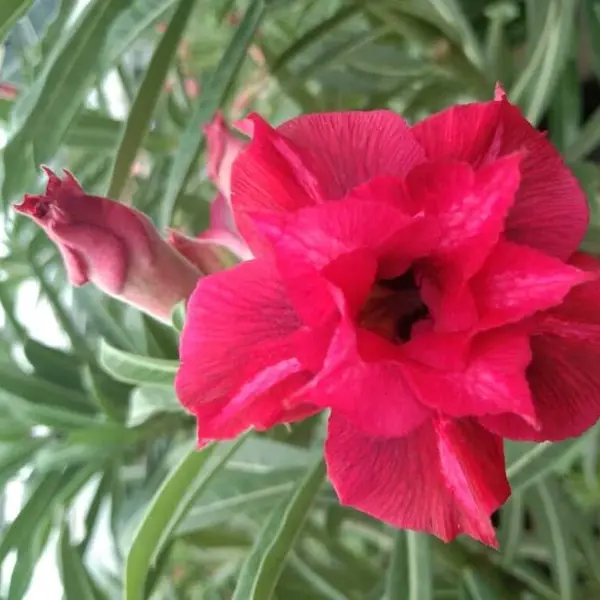 Adenium Plant - 99