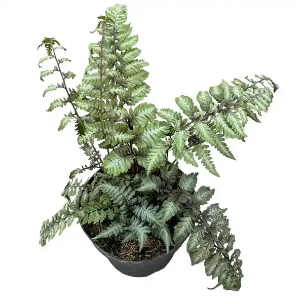 Japanese Painted Fern