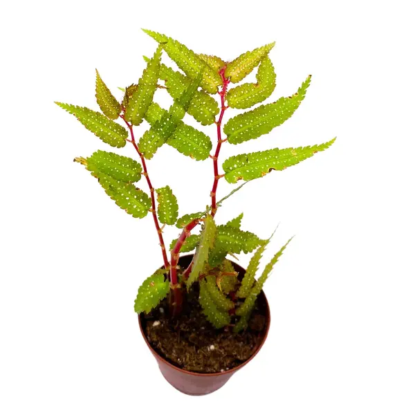 Begonia pteridiformis