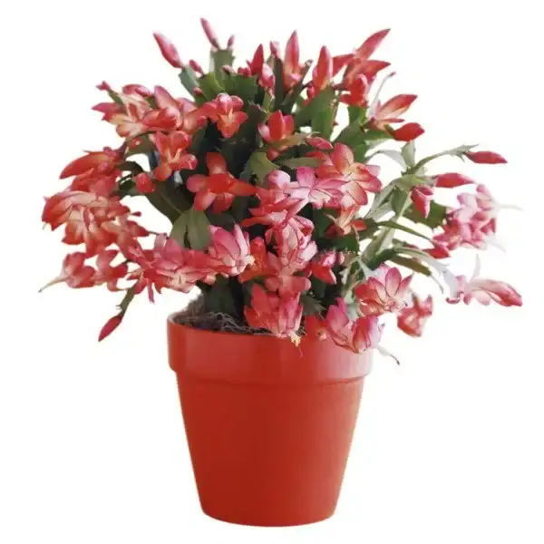 Red Christmas Cactus (Schlumbergera x Buckleyi)