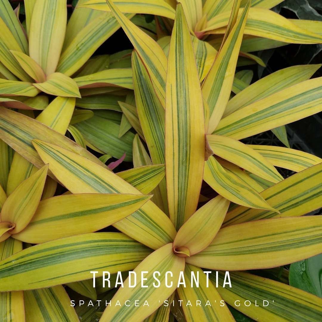 Rhoeo Golden, Rhoeo Spathacea Sitara Gold - Plant