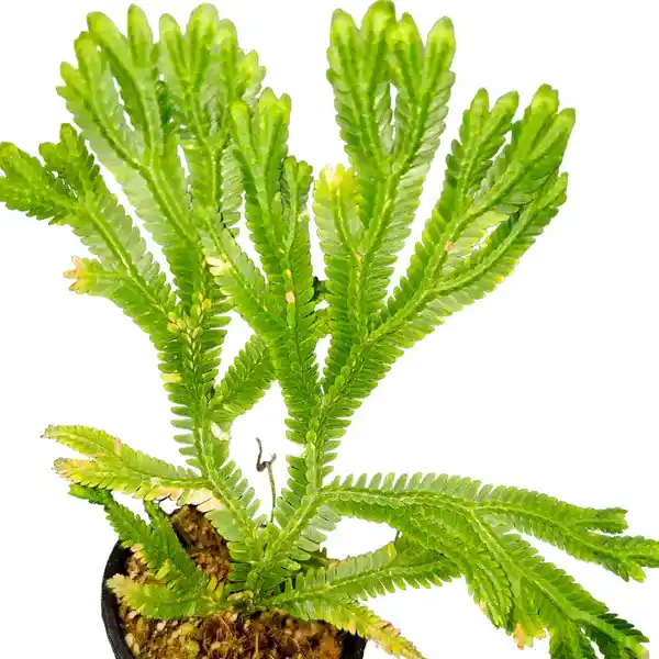 selaginella bombycina