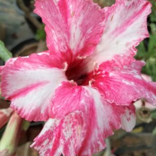 Adenium plant 57