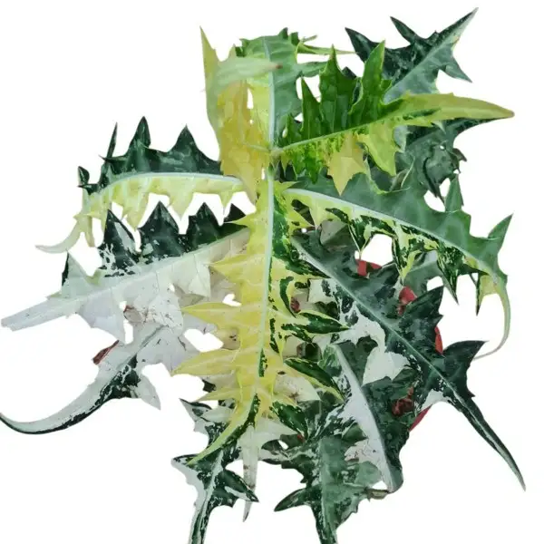 Acanthus Montanus Variegated