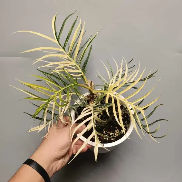 Philodendron Tortum Variegated