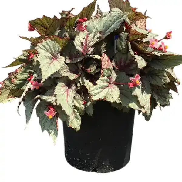 Rex Begonia Jurassic Dino 'Dragon Fruit'