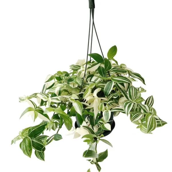 Tradescantia Fluminensis 'Variegata'