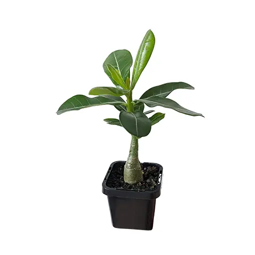 Adenium Plant