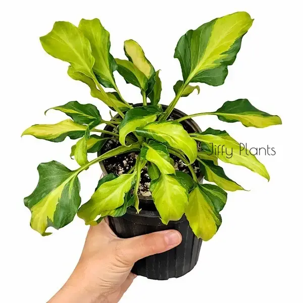 Philodendron Xanadu Variegated