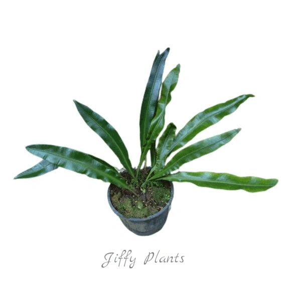 Fern Elaphoglossom Conforme