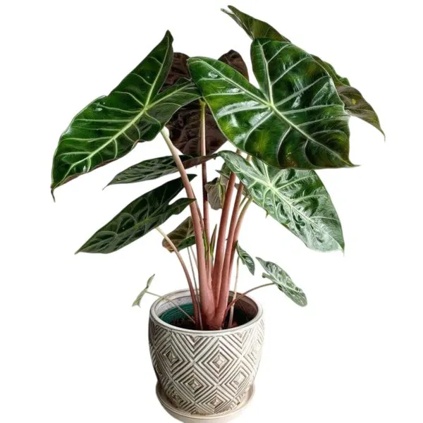Alocasia Pink Dragon