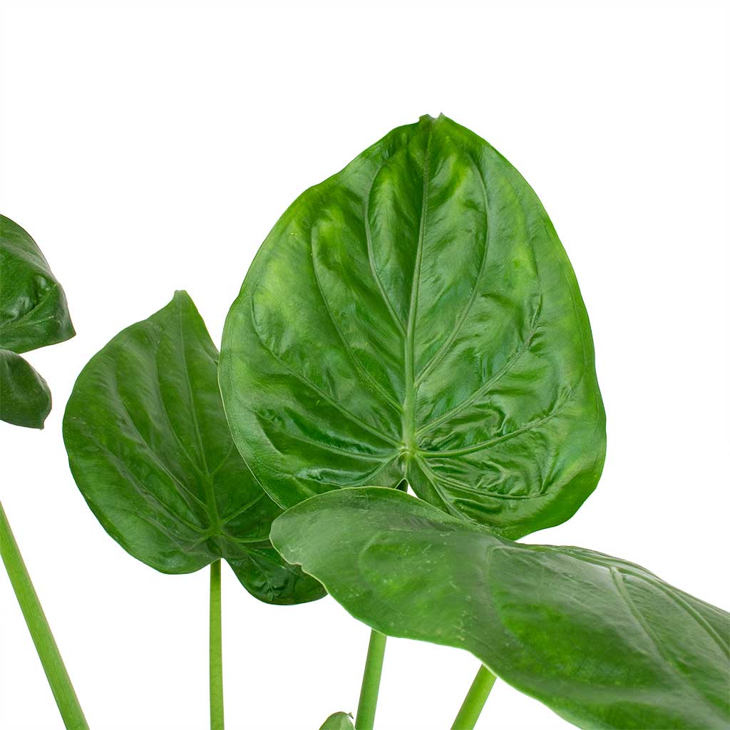 Alocasia cucullata - Hooded Dwarf Elephant Ear - Image 2