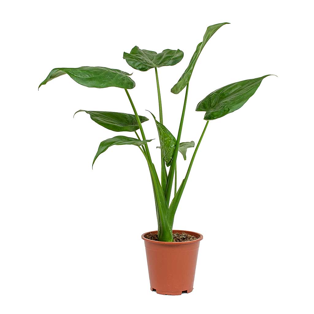 Alocasia cucullata - Hooded Dwarf Elephant Ear - Image 3