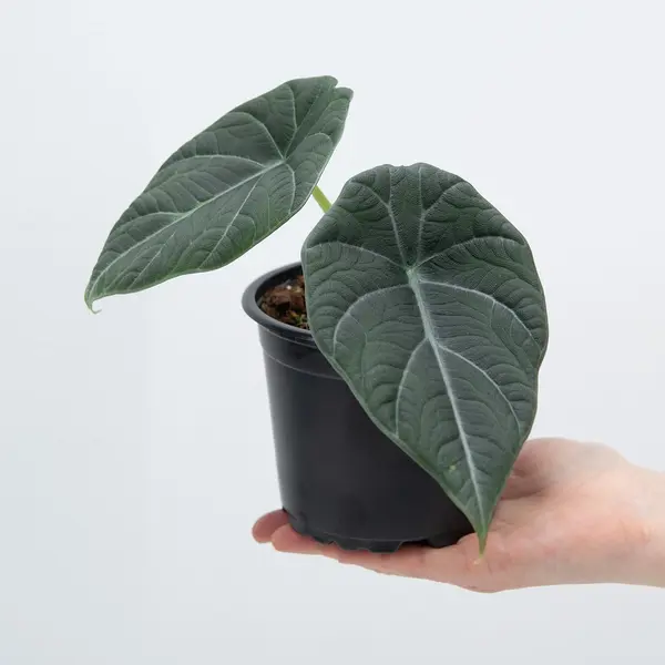Alocasia Maharani