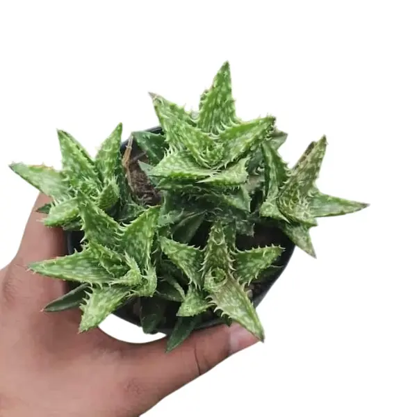 Aloe Juvenna “Tiger Tooth Aloe”