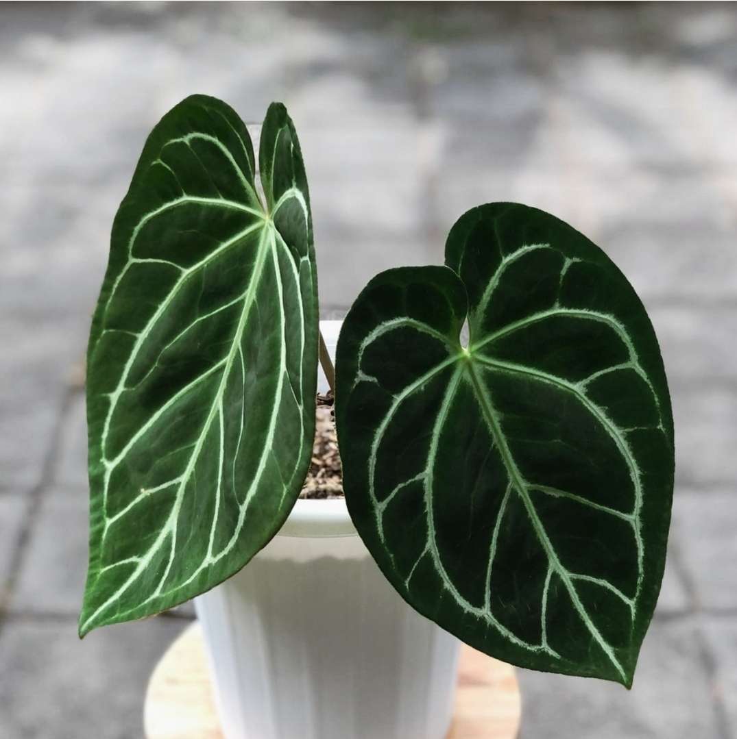 Anthurium Magnificum