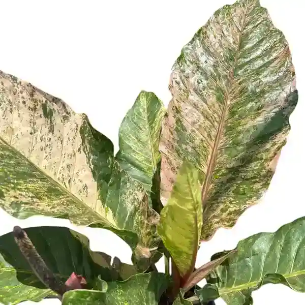 Anthurium Hookeri Tricolor