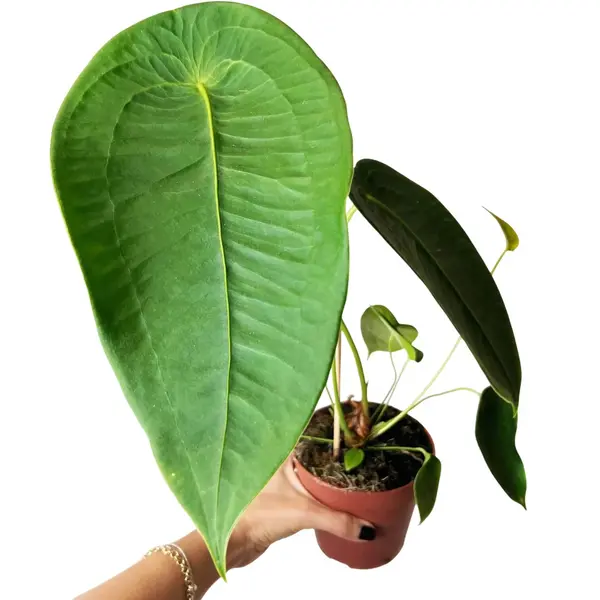 Anthurium peltigerum