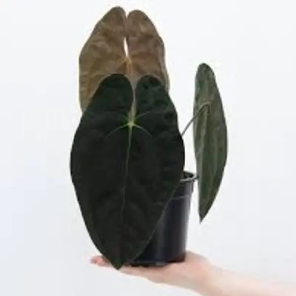 Anthurium Sp Gunayala