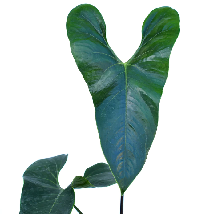 Anthurium nigrolaminum 'Gigi'