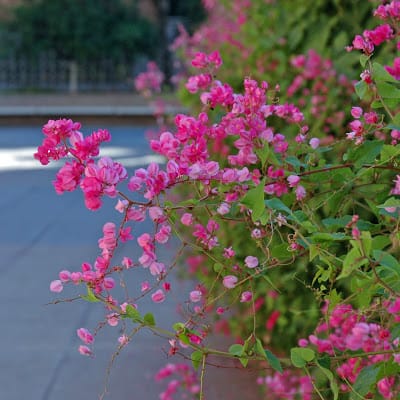Antigonon leptopus coral vine (Mexican creeper)