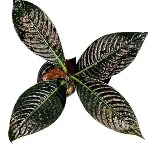 Ardisia King