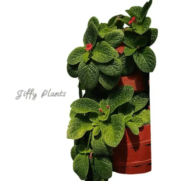 Episcia Cupreata Flame Violet - Red Flower