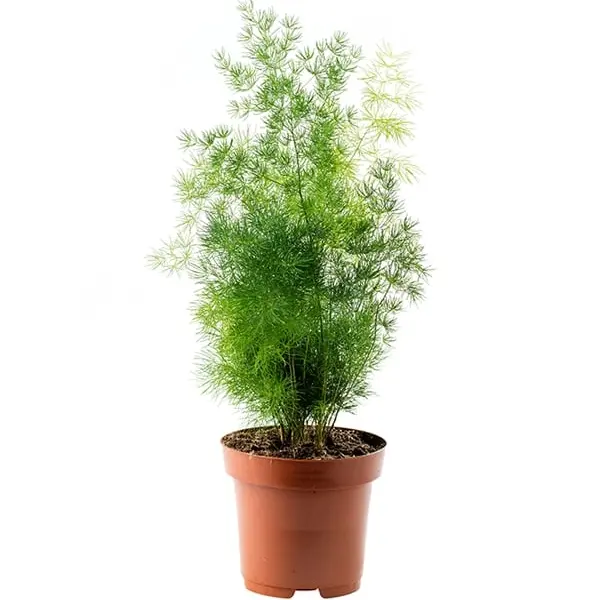 Asparagus 'Ming' Fern