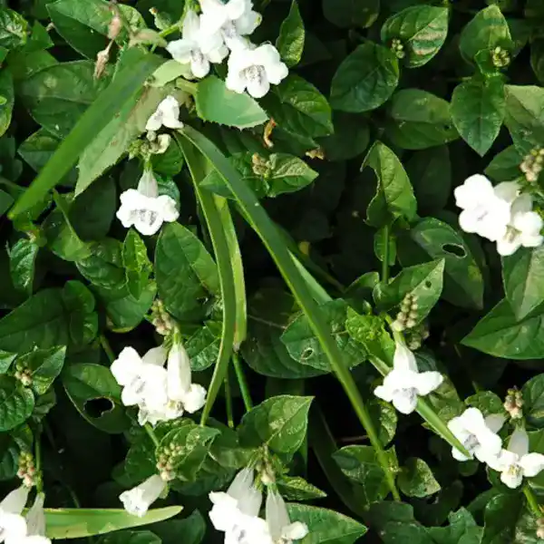 White Asystasia Gangetica