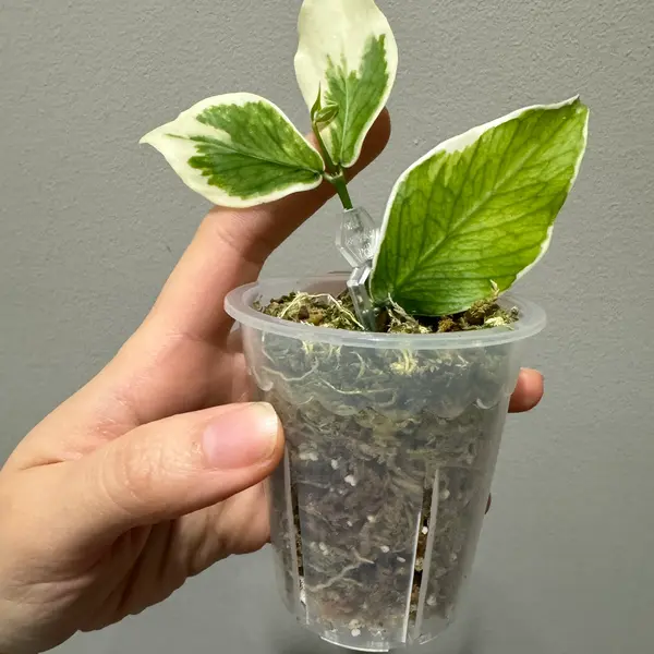 2.5” transparent pot