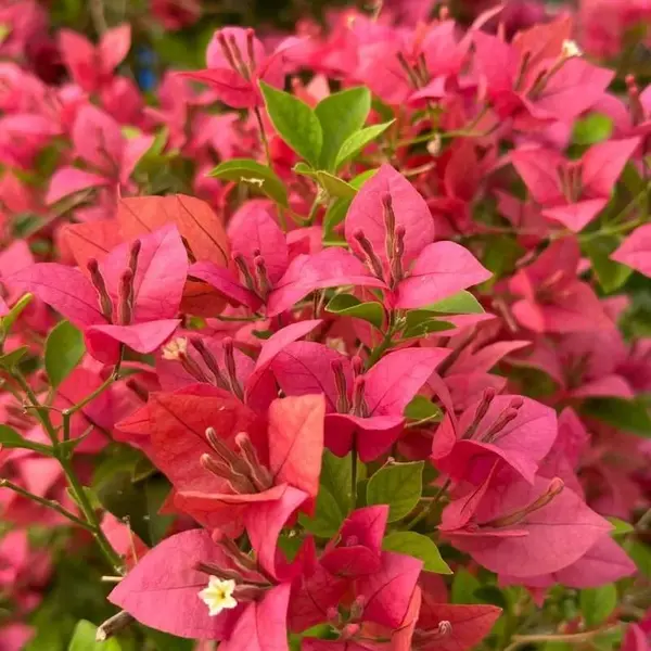 Bougainvillea Briza Pink