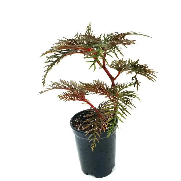 Begonia Bipinatifida