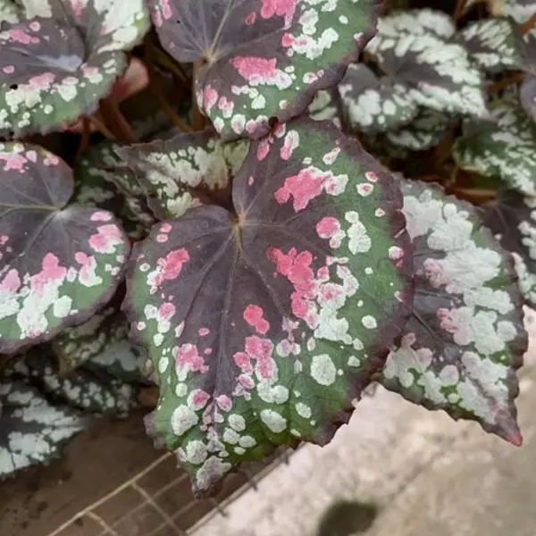 Begonia Mini Merry