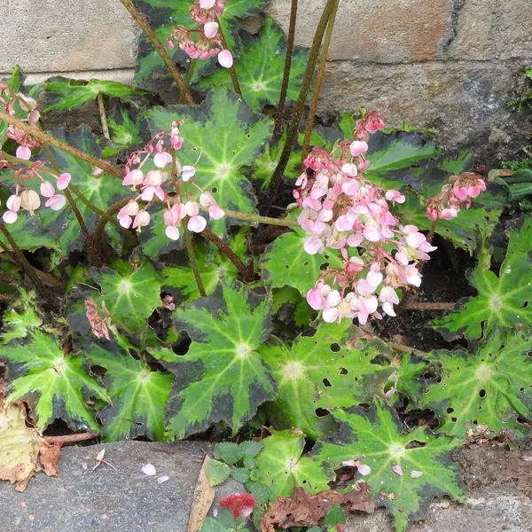 begonia heracleifolia